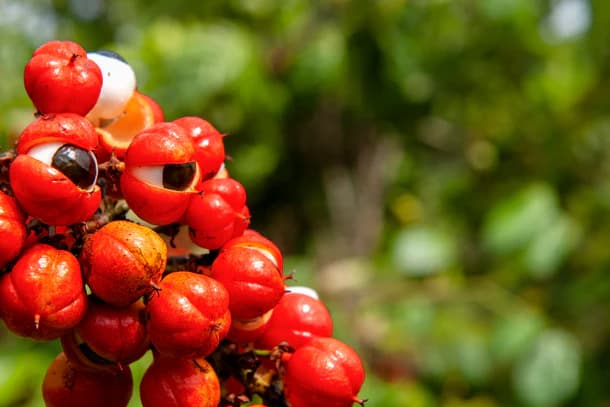 Guarana Extract